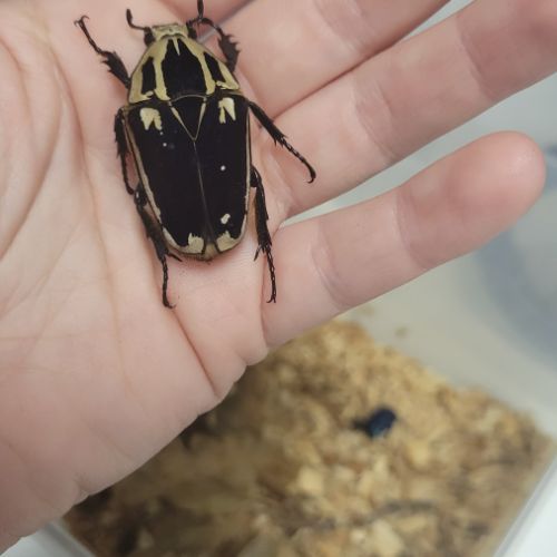 Mecynorrhina torquata ugandensis (couple)