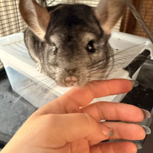 Chinchilla #0