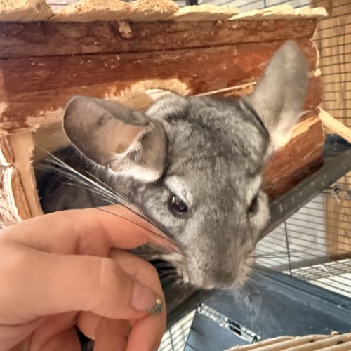 Chinchilla #3