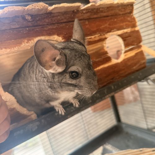 Chinchilla #4
