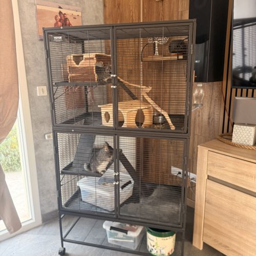 Chinchilla #5