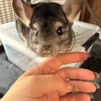 Chinchilla