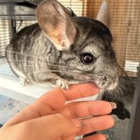 Chinchilla #2