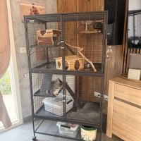 Chinchilla #5