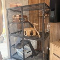 Chinchilla #6