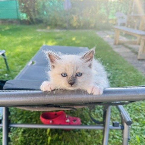 Sacré de birmanie ( birman ) #0