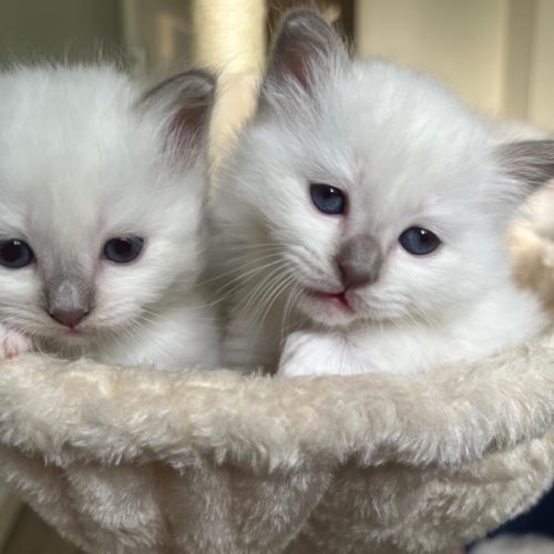 Sacré de birmanie ( birman ) #2
