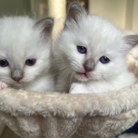 Sacré de birmanie ( birman ) #2
