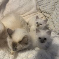 Sacré de birmanie ( birman ) #3