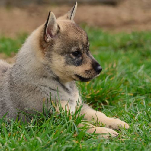 A réserver magnifiques chiots spitz de visigoths #3