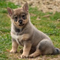 A réserver magnifiques chiots spitz de visigoths
