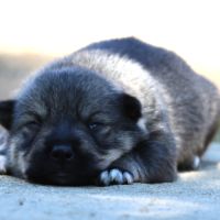 A réserver magnifiques chiots spitz de visigoths