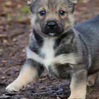 A réserver magnifiques chiots spitz de visigoths #2