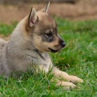 A réserver magnifiques chiots spitz de visigoths #3