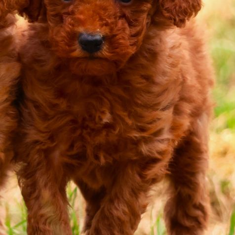 Magnifiques chiots caniche nain fauve #1