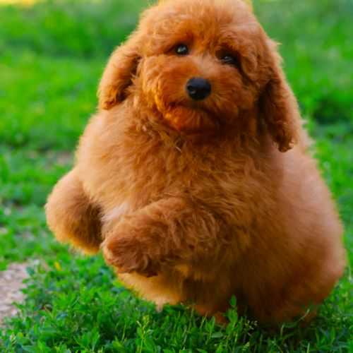 Magnifiques chiots caniche nain fauve #0