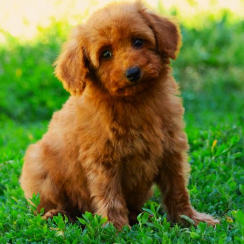 Magnifiques chiots caniche nain fauve #3