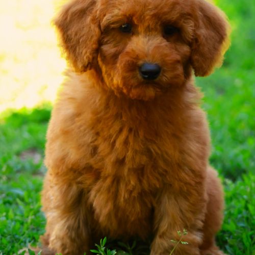 Magnifiques chiots caniche nain fauve #4