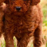 Magnifiques chiots caniche nain fauve #1