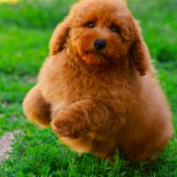 Magnifiques chiots caniche nain fauve