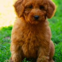 Magnifiques chiots caniche nain fauve #4