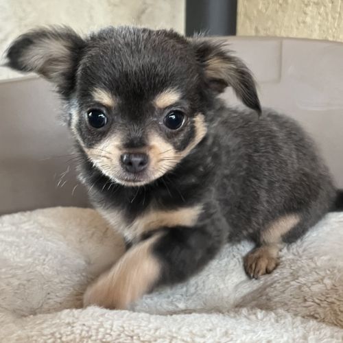 Chiot chihuahua