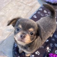 Chiot chihuahua
