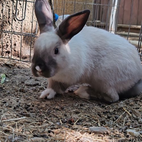 Lapin extra nain + boxe de bienvenue #1