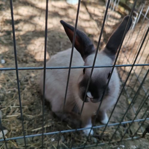 Lapin extra nain + boxe de bienvenue #0