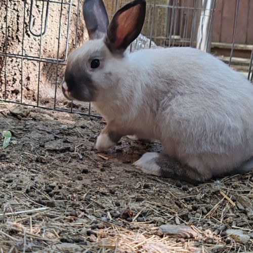 Lapin extra nain + boxe de bienvenue #3