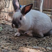 Lapin extra nain + boxe de bienvenue #1