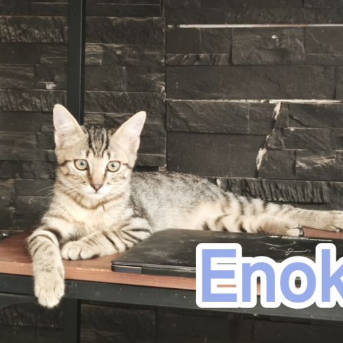 Enoki- adorable chaton