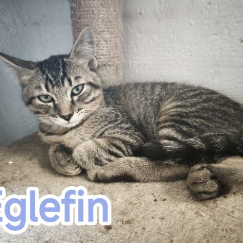 Eglefin -adorable chaton