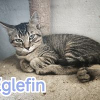 Eglefin -adoption en cours