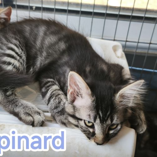 Epinard-adorable chaton