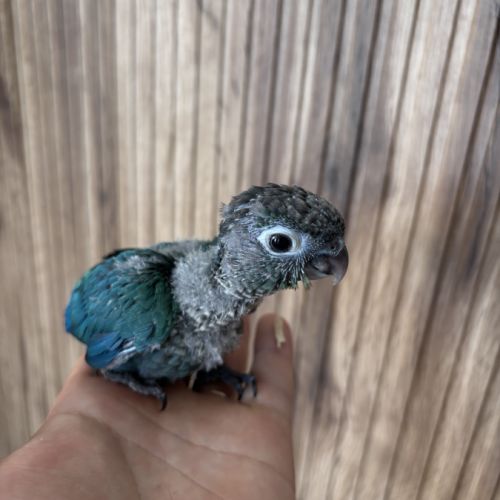 Conure eam apprivoisé #0