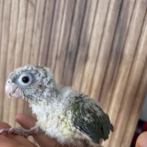 Conure eam apprivoisé #2