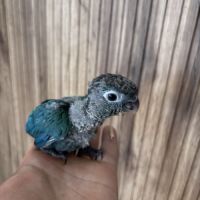 Conure eam apprivoisé