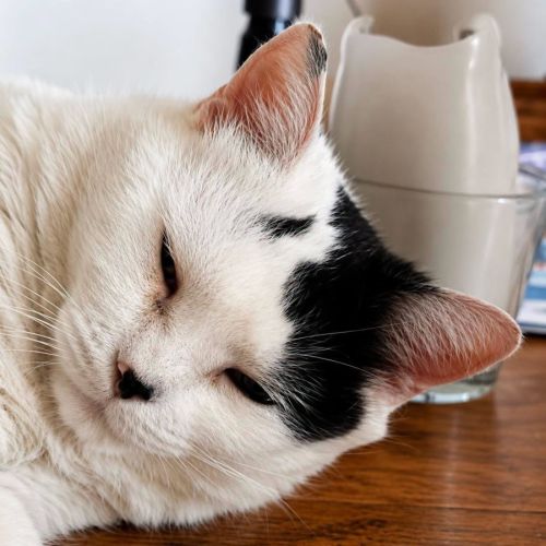 Chatte vodka #2