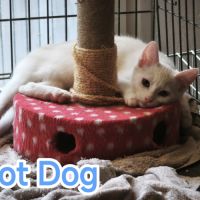 Hot dog - chaton à croquer ! #1
