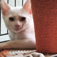 Hot dog - chaton à croquer ! #3