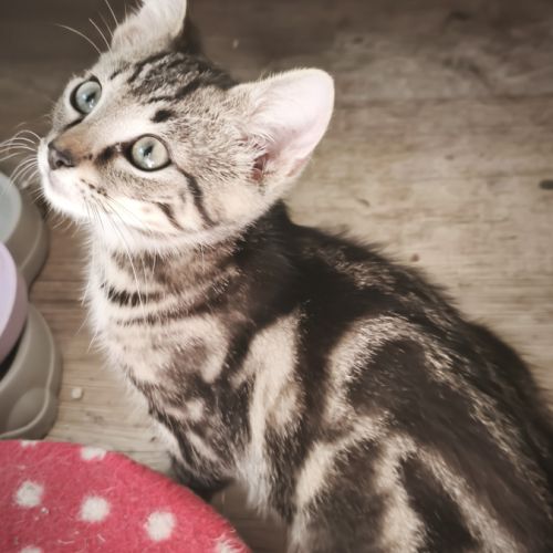 Jalapeno-adorable chaton