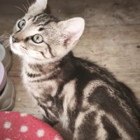 Jalapeno-adorable chaton #0