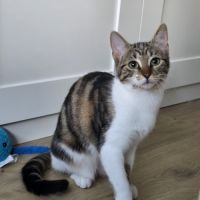 Lili- chatonne timide
