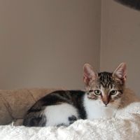 Lili- chatonne timide