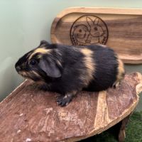 Cuy cochon d’inde géant du pérou