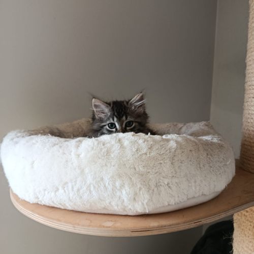 Nala-chatonne timide #4
