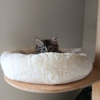 Nala-chatonne timide #4