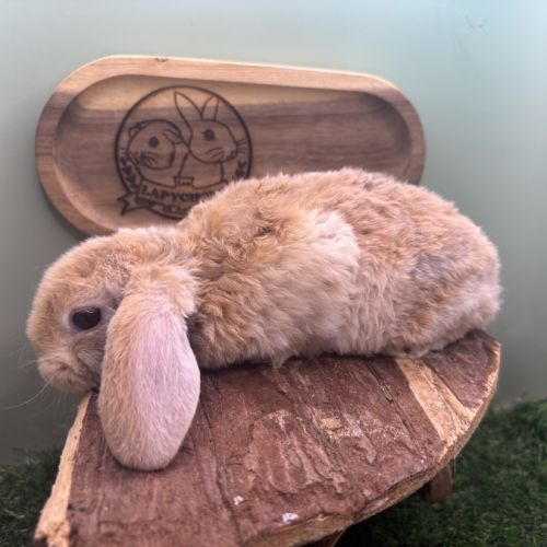 Bélier rex nain #3