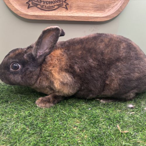 Lapin petit rex mâles et femelles #1